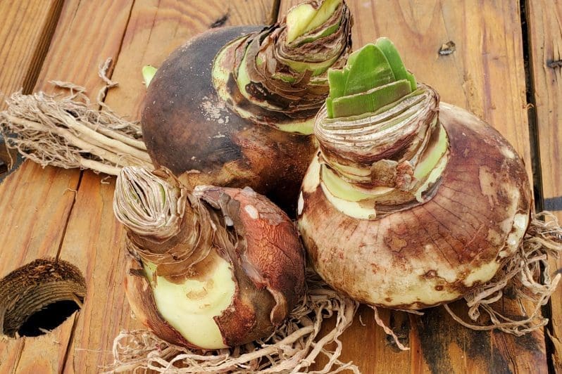 Three amaryllis plants with roots and shoots on a wooden table.