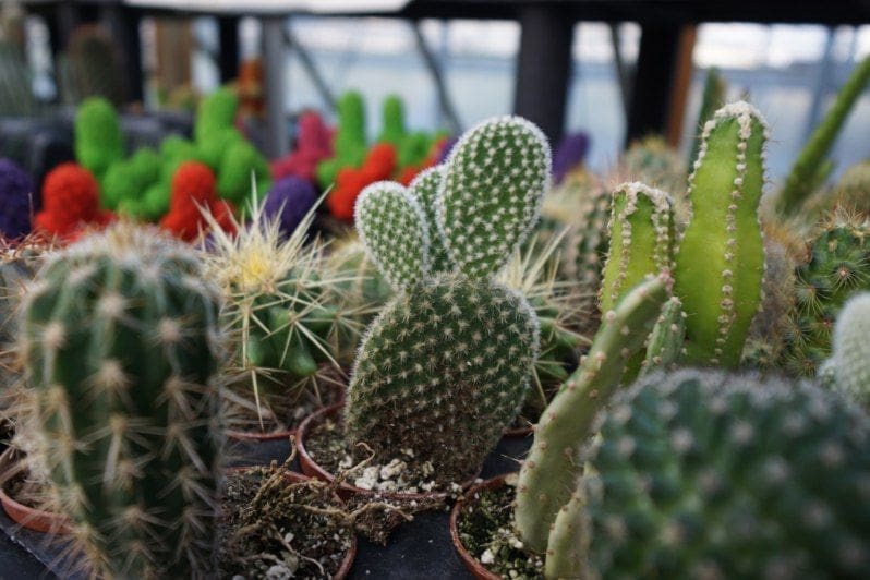 Various cacti in pots, some with colorful artificial flowers, displayed in a greenhouse setting.