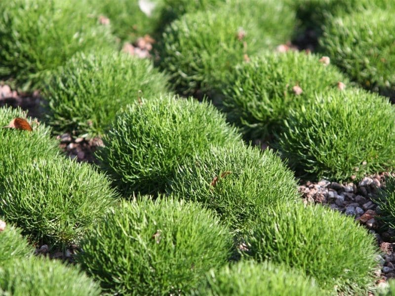 Mound-shaped green shrubs interspersed with small rocks, in bright sunlight, with a few fallen leaves visible.