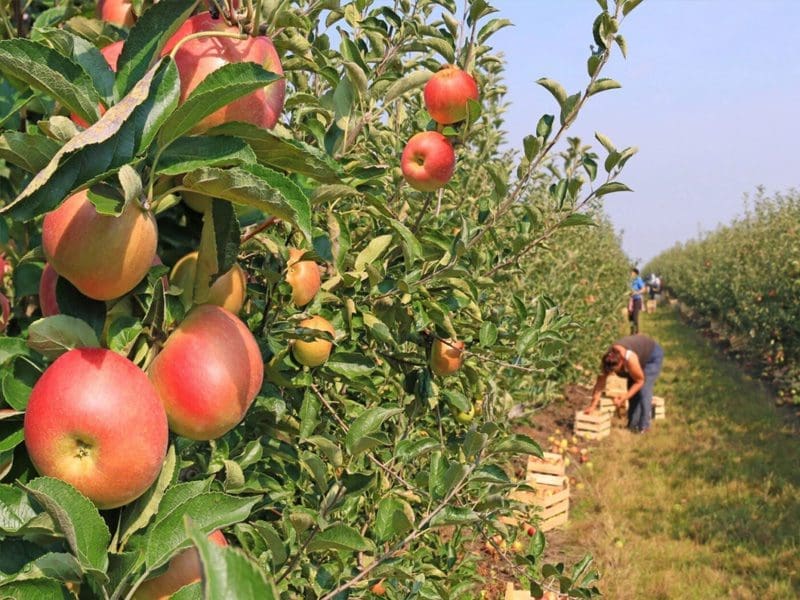 Ripe apples on a tree in an orchard with workers harvesting fruit in the background.
