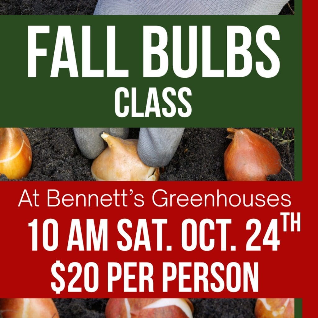 All About Bulbs class at Bennett’s Greenhouses – October 4 at 2 PM