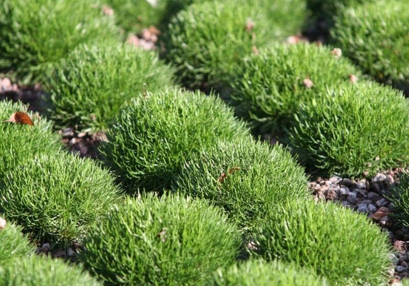 Mound-shaped green shrubs interspersed with small rocks, in bright sunlight, with a few fallen leaves visible.