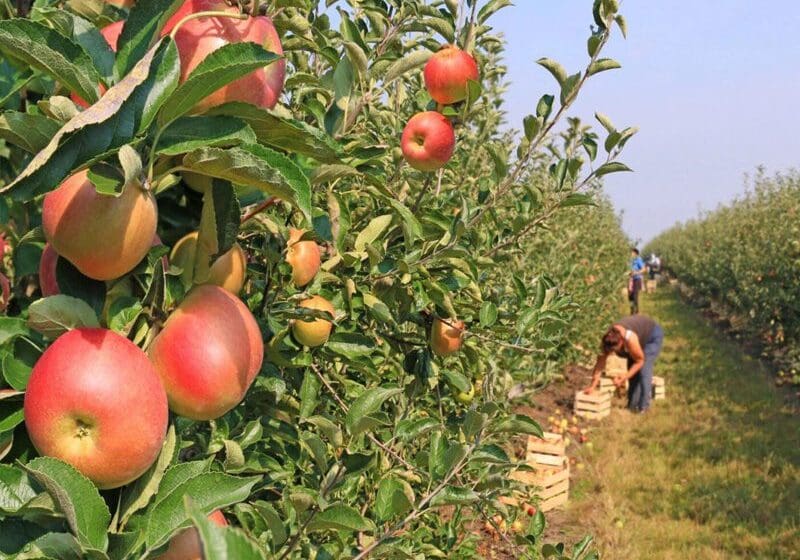 Ripe apples on a tree in an orchard with workers harvesting fruit in the background.